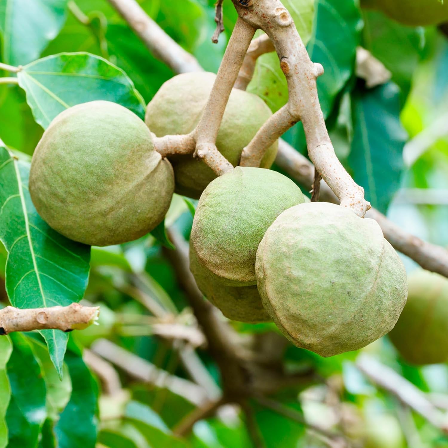 Ogx Kukui Oil Shampoo